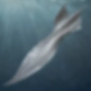 Silver Sleek Mermaid Fin Sleek and Stylish Silver Mermaid Fin