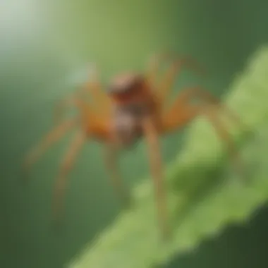 Botanical Spider Spray