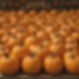 Pumpkin selection for carving