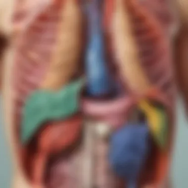 Anatomical Model Displaying Organ Systems Colorful anatomical model showcasing organ systems
