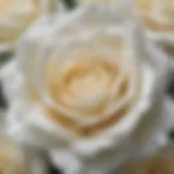 Ethereal White Rose Petals