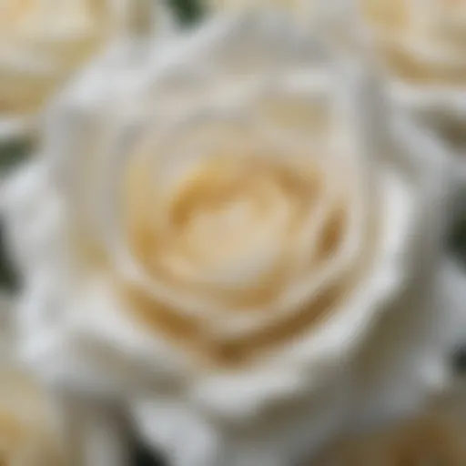 Ethereal White Rose Petals
