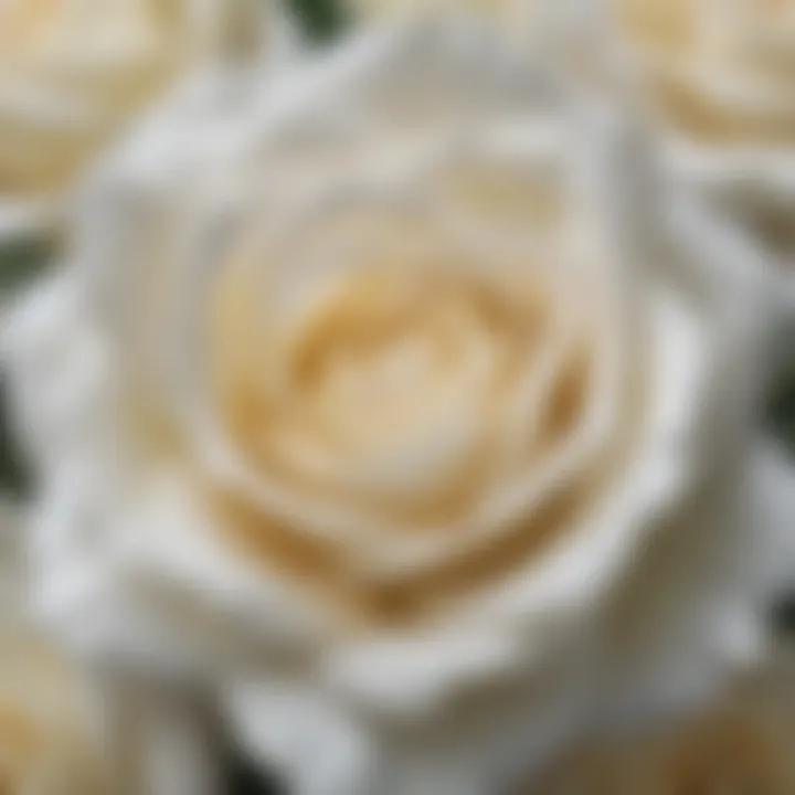 Ethereal White Rose Petals
