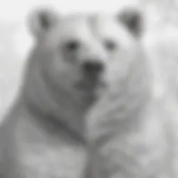 A vibrant bear illustration waiting to be colored