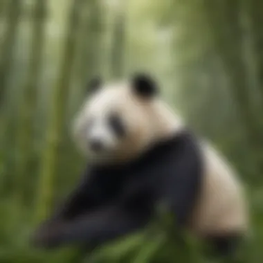 Giant panda in its natural habitat amidst bamboo forest