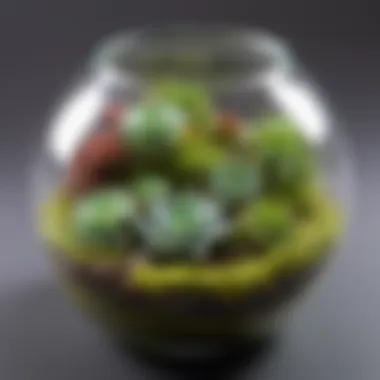 Succulent and Moss Ensemble in Mini Terrarium Mini glass terrarium featuring delicate succulents and moss