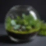 Enchanting mini glass terrarium with lush greenery