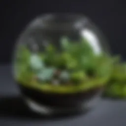 Enchanting mini glass terrarium with lush greenery