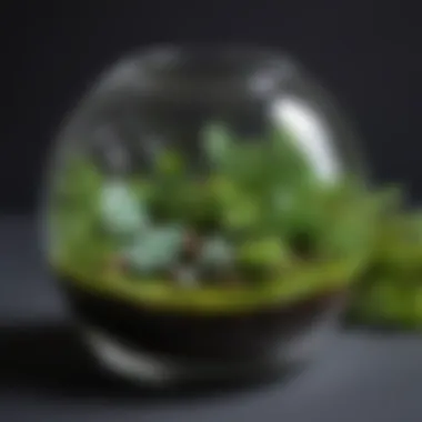Lush Greenery Mini Terrarium Enchanting mini glass terrarium with lush greenery