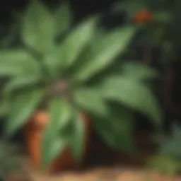 Natural Spider Repellent Plant