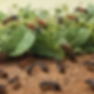 Ants Avoiding DoTerra Essential Oils