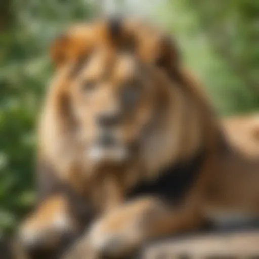 Majestic lion resting in virtual zoo tour