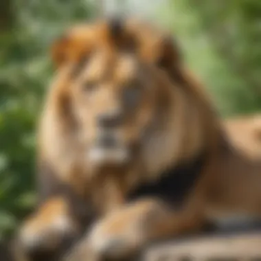Majestic Lion Resting Majestic lion resting in virtual zoo tour