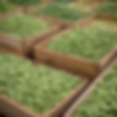 Freshly Harvested Lima Beans in Farmer's Market