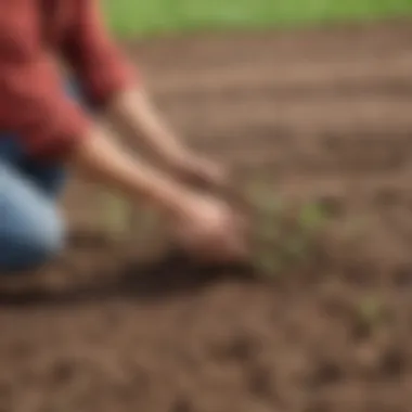 Preparing Soil for Optimal Growth Healthy soil prepared for bean cultivation