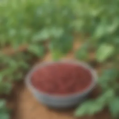 Beans and Sustainability in Action Beans thriving in a sustainable garden environment