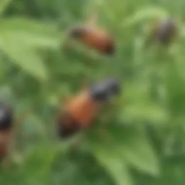 Herbal Extracts: Nature's Solution to Lice Infestation Herbal Extracts for Lice Infestation