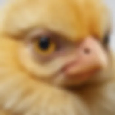 Close-up of 2-week-old chick's beak and eyes