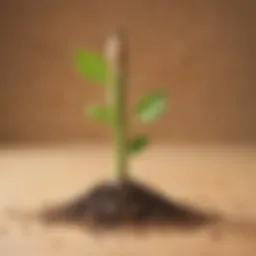 Innovative Sprout Pencil with Seed