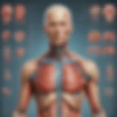 Interactive Anatomy Chart for Understanding Body Functions Interactive anatomy chart demonstrating body functions