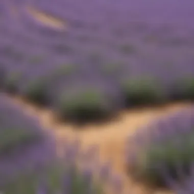 Lavender Field as a Natural Flea Repellent