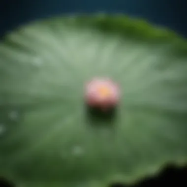 Water droplets on a lotus leaf