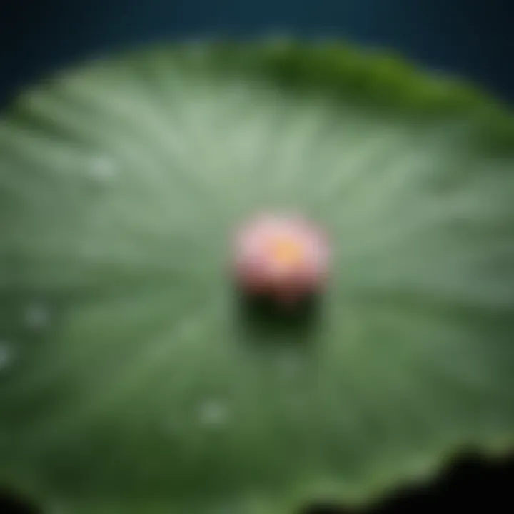 Water droplets on a lotus leaf