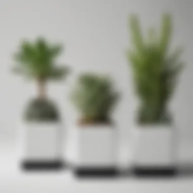 Minimalist Succulent Trio in Monochrome Planters