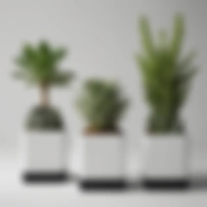 Minimalist Succulent Trio in Monochrome Planters