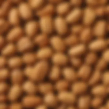 Premium Roasted Peanuts Freshly roasted peanuts