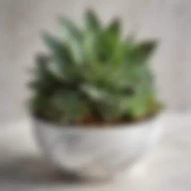 Elegant Succulent Arrangement in Marble Planter