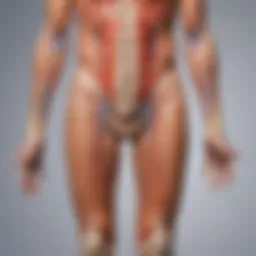 Illustration depicting the major systems of the body