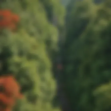 Thrilling zip line suspended over lush greenery
