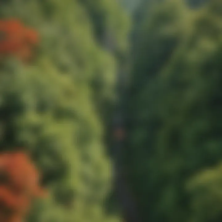 Thrilling zip line suspended over lush greenery