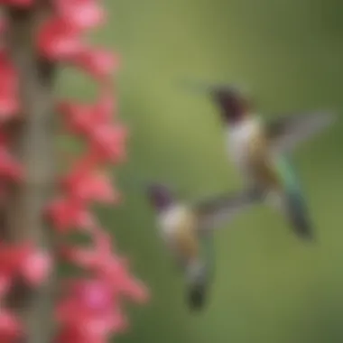 Hummingbird Feeders Placement Tips