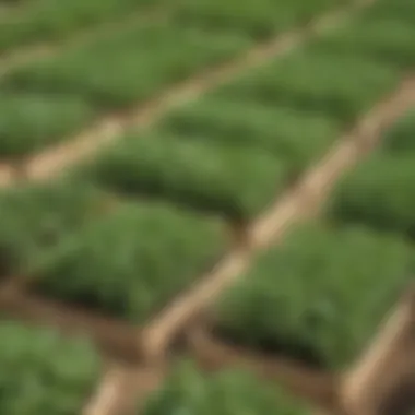 Boutique Plant Nursery Green Bean Plants Green bean plants displayed at a boutique plant nursery